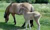 Perla med mamma Sída