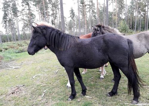 Lexia 2 år
